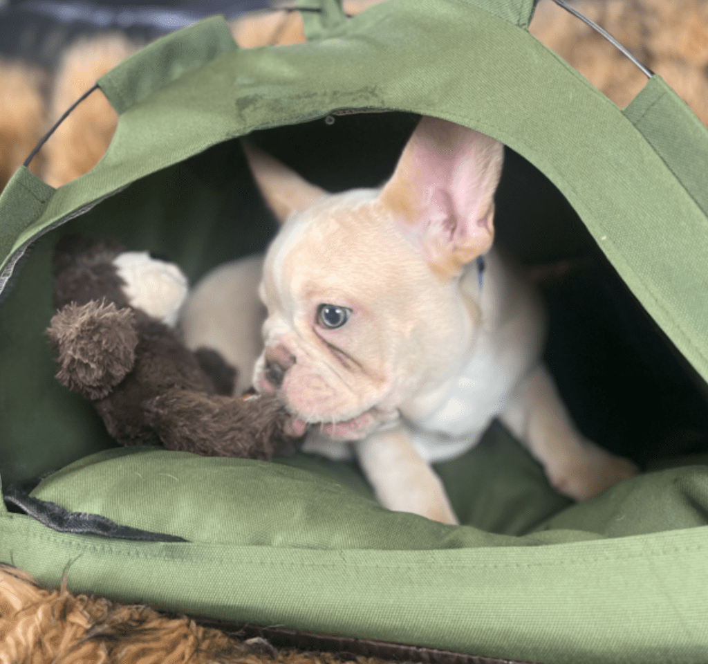 Powell Platinum French Bulldog Male | Ready Now