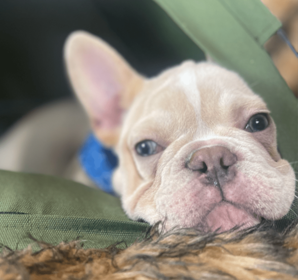 Powell Platinum French Bulldog Male | Ready Now