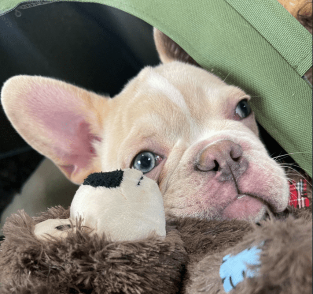 Powell Platinum French Bulldog Male | Ready Now