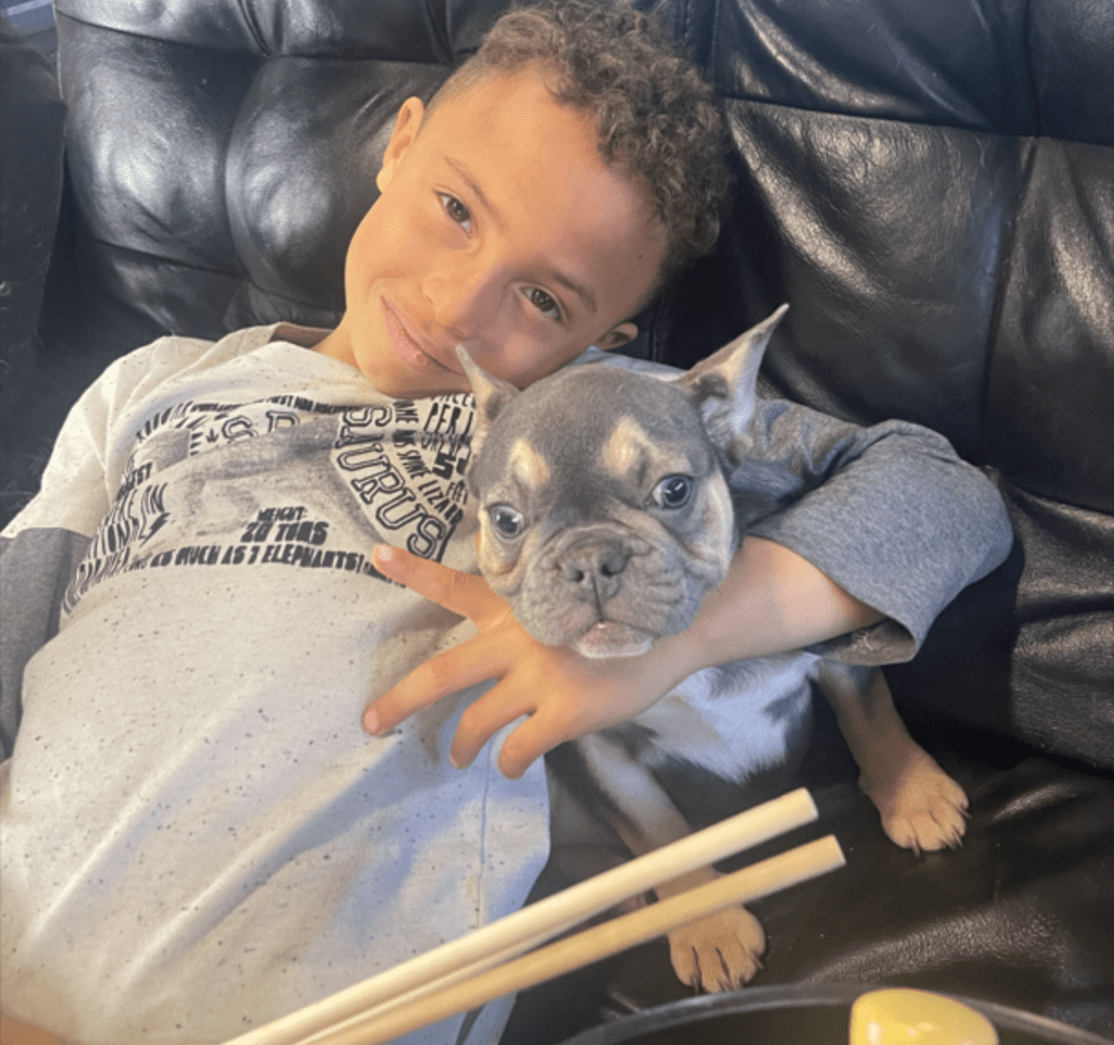 Petunia and Pansy Blue and Tan French Bulldog Females | Sweet Sisters | Ready Now
