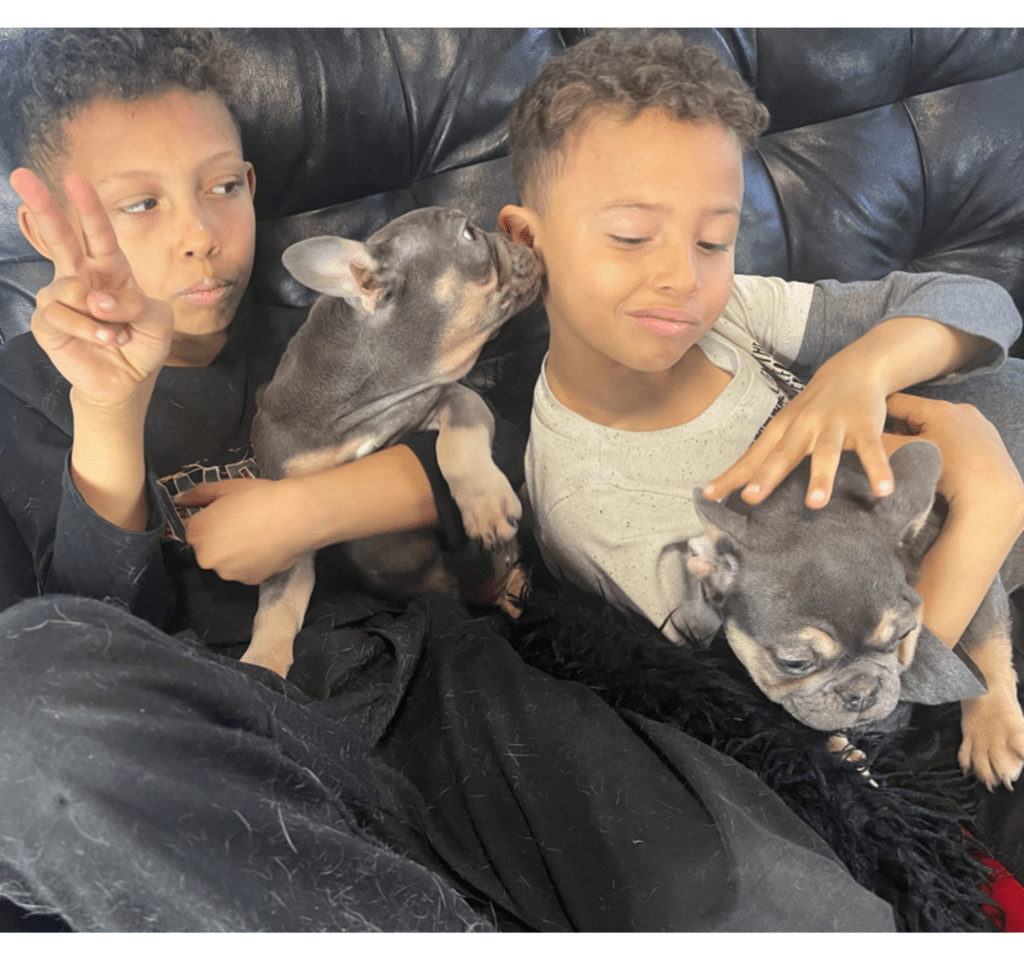 Petunia and Pansy Blue and Tan French Bulldog Females | Sweet Sisters | Ready Now