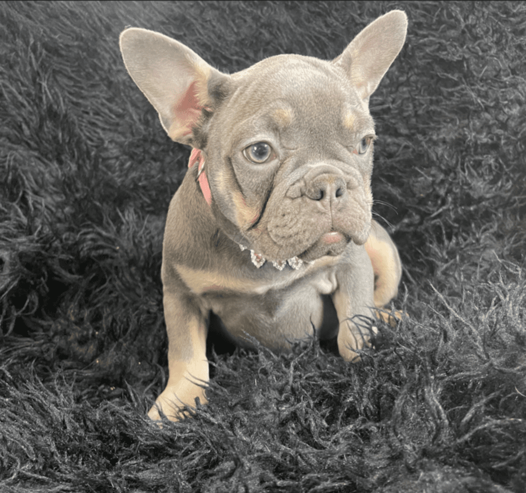 Petunia and Pansy Blue and Tan French Bulldog Females | Sweet Sisters | Ready Now