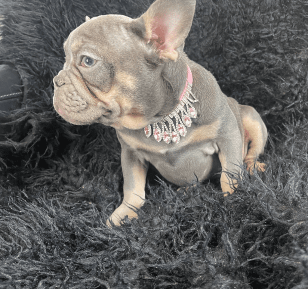 Petunia and Pansy Blue and Tan French Bulldog Females | Sweet Sisters | Ready Now