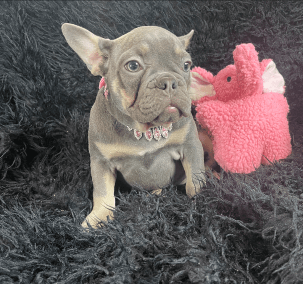 Petunia and Pansy Blue and Tan French Bulldog Females | Sweet Sisters | Ready Now