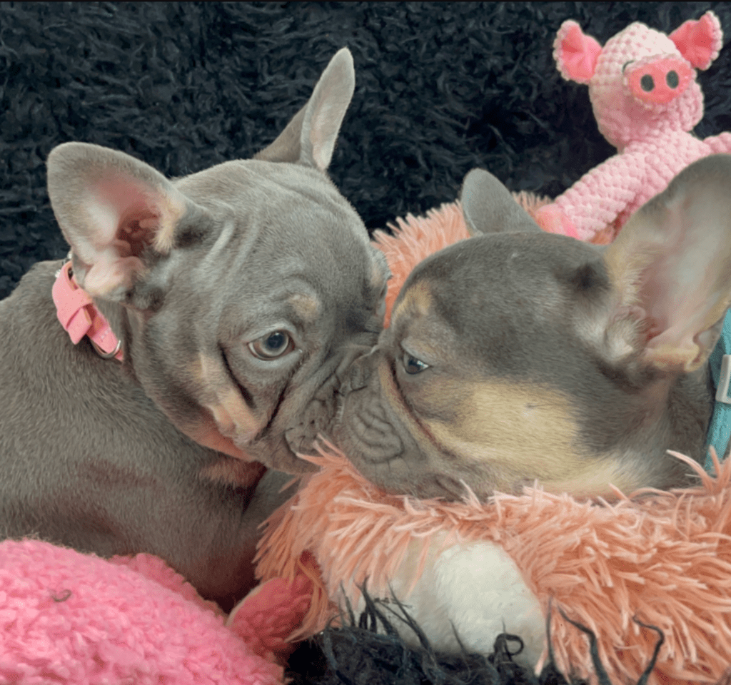 Uma Blue French Bulldog Female | The Sweet One | Ready Now