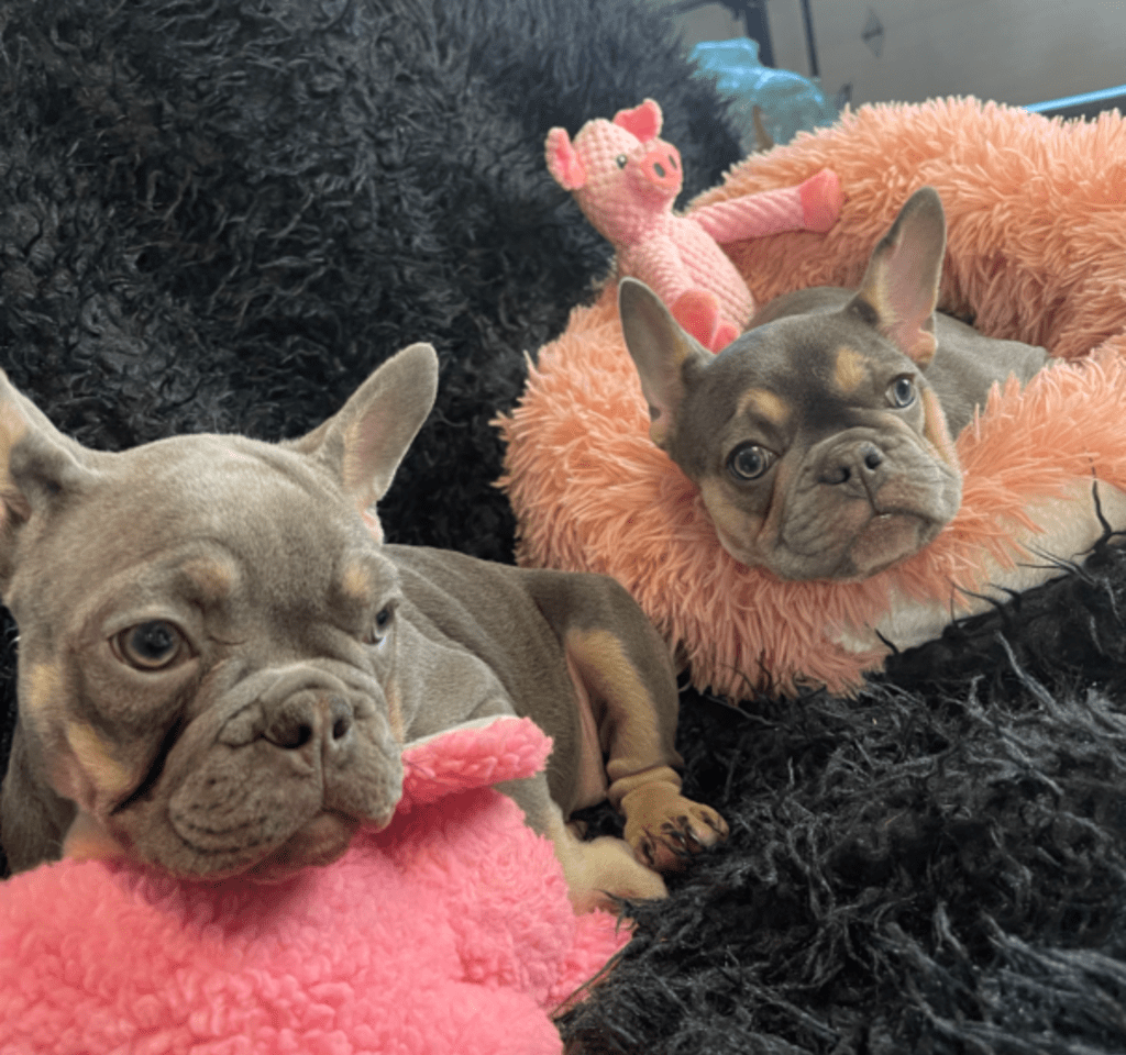 Uma Blue French Bulldog Female | The Sweet One | Ready Now