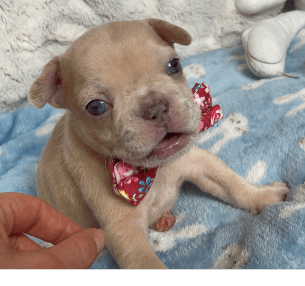 Rome | Lilac Fawn Merle French Bulldog Male | Born February 27th 2023 | Reserved