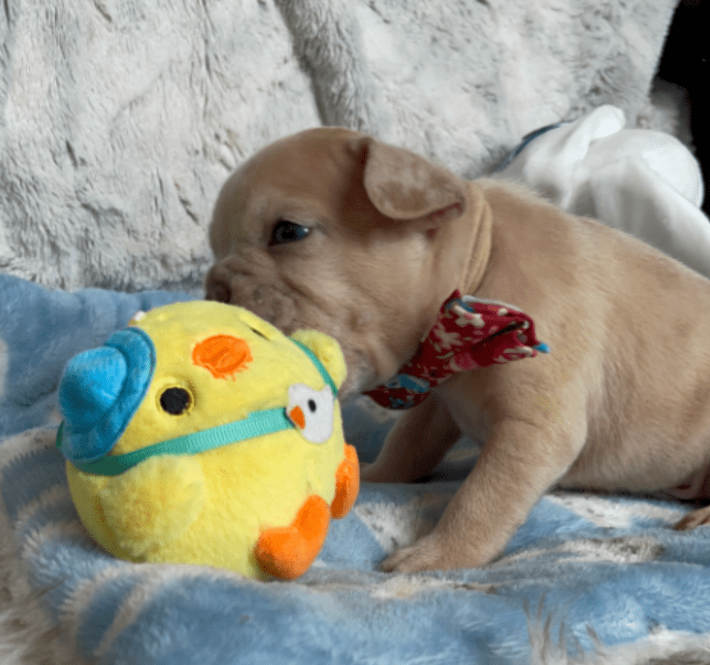 Rome | Lilac Fawn Merle French Bulldog Male | Born February 27th 2023 | Reserved