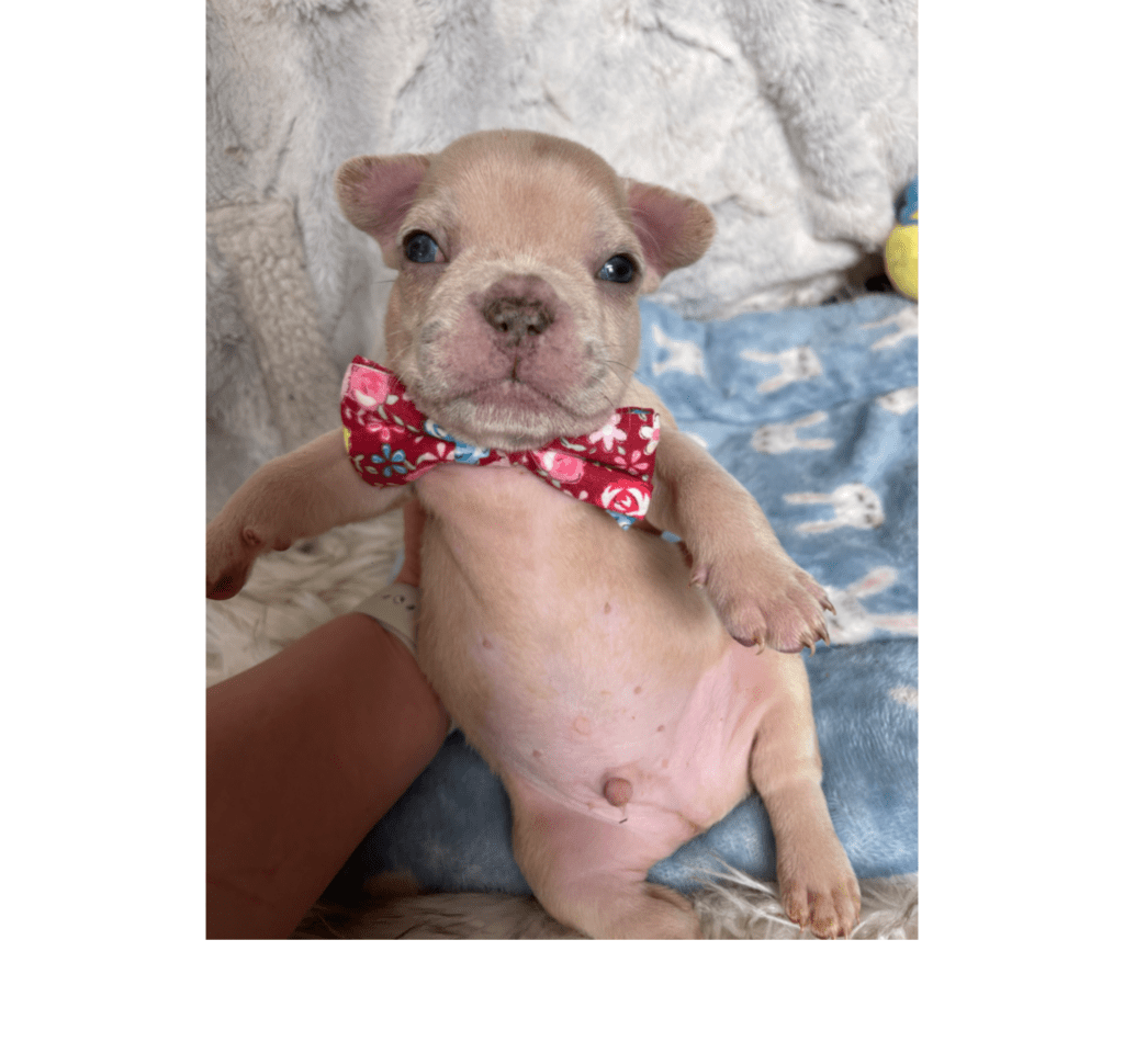 Rome | Lilac Fawn Merle French Bulldog Male | Born February 27th 2023 | Reserved