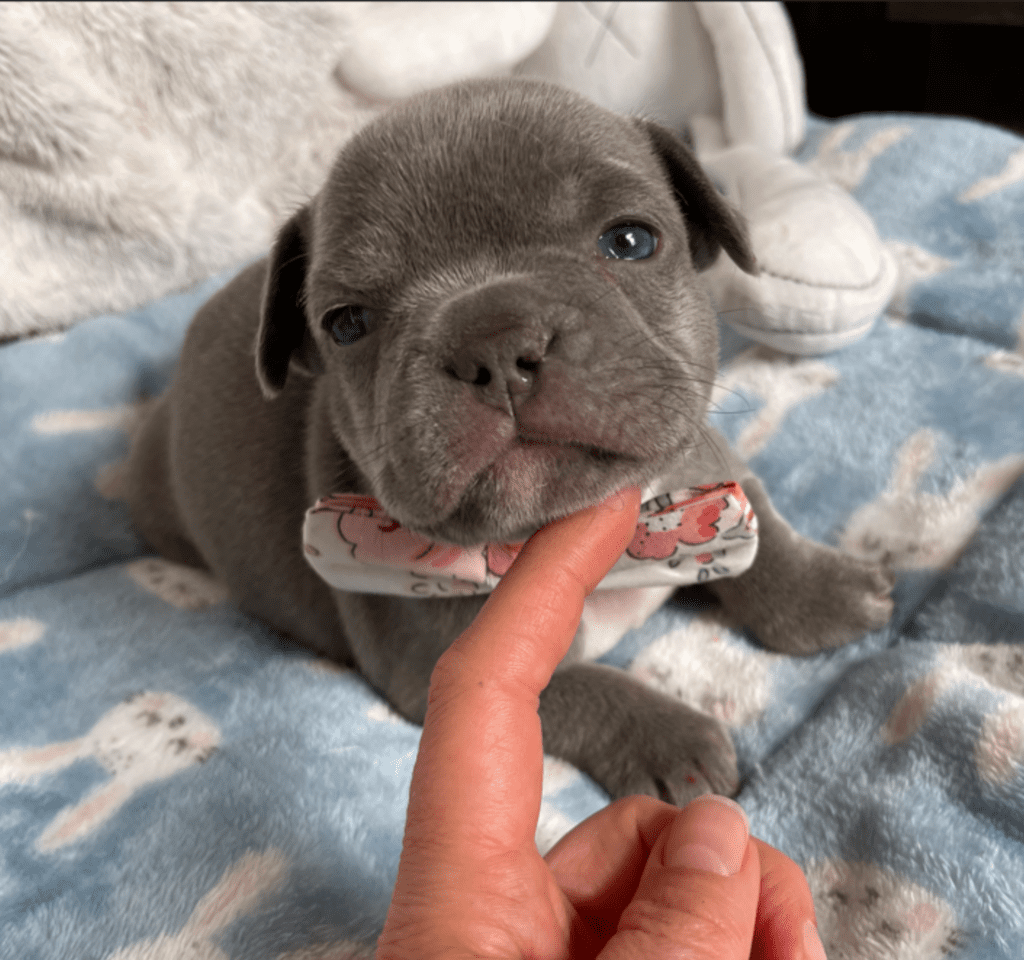 Reno | Lilac French Bulldog Male | Born February 27th 2023 | Reserved
