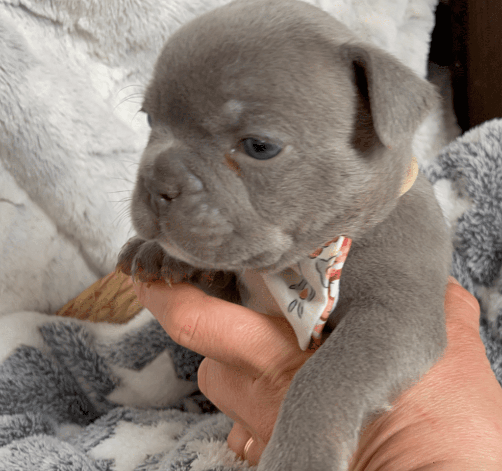 Reno | Lilac French Bulldog Male | Born February 27th 2023 | Reserved