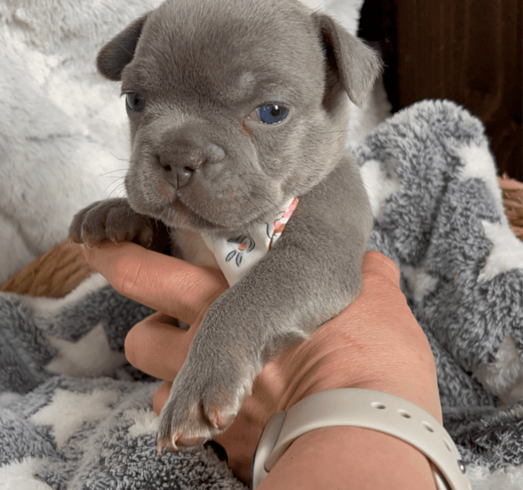 Reno | Lilac French Bulldog Male | Born February 27th 2023 | Reserved