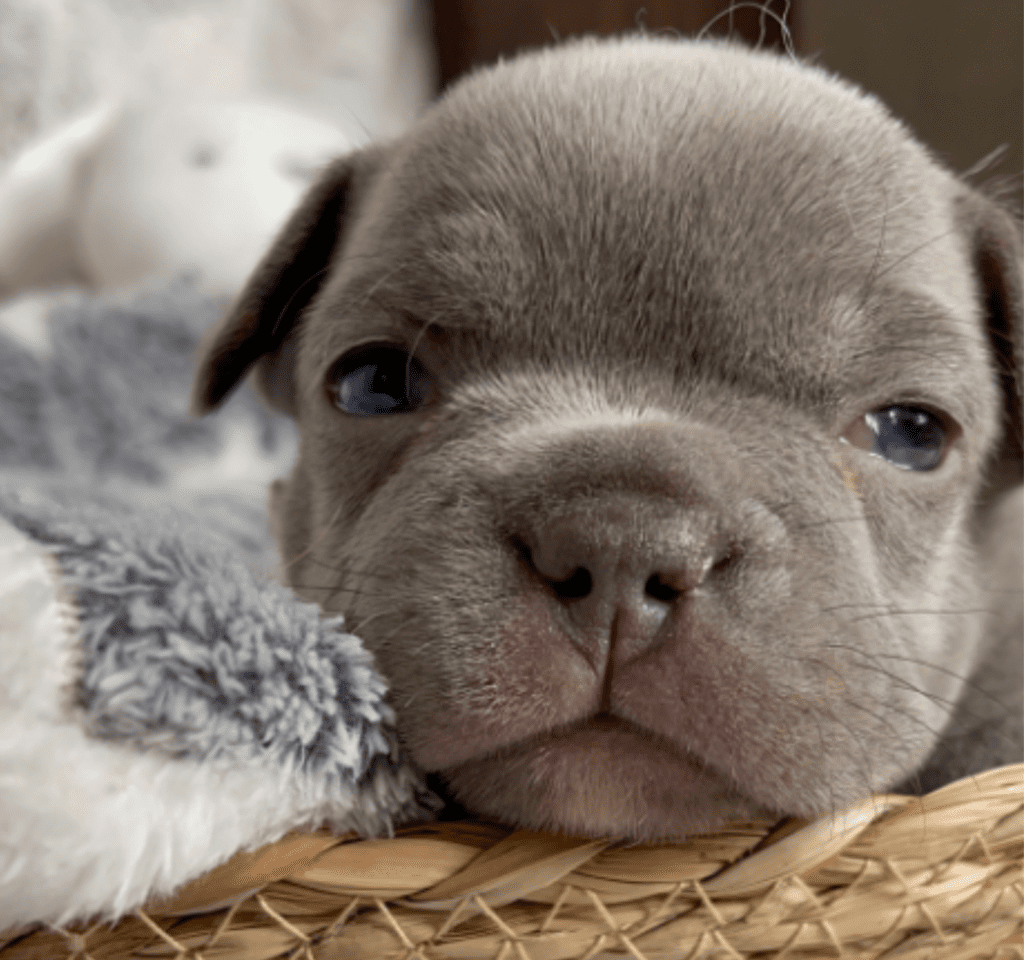 Reno | Lilac French Bulldog Male | Born February 27th 2023 | Reserved