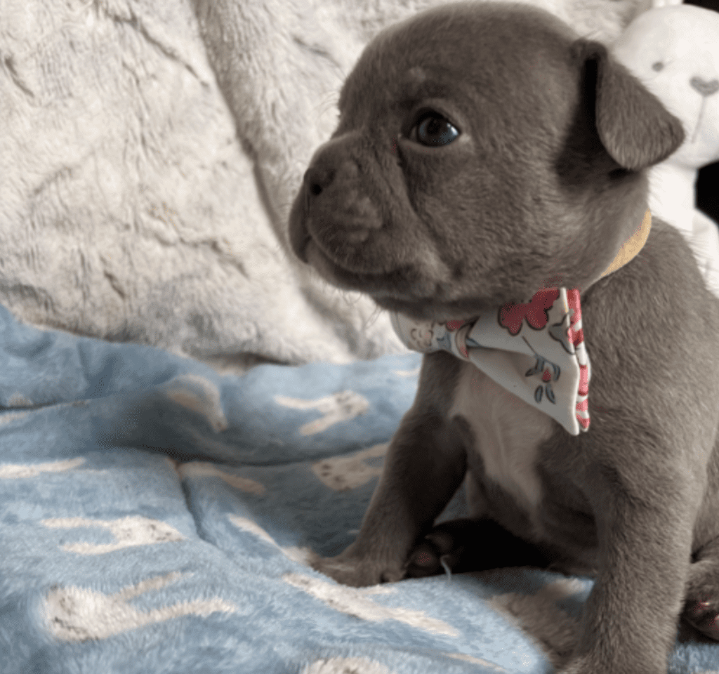 Reno | Lilac French Bulldog Male | Born February 27th 2023 | Reserved