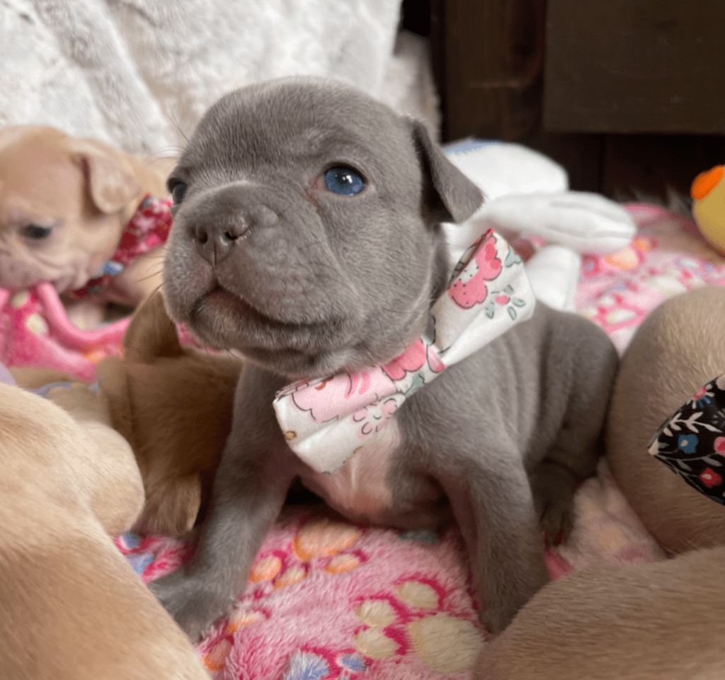 Reno | Lilac French Bulldog Male | Born February 27th 2023 | Reserved