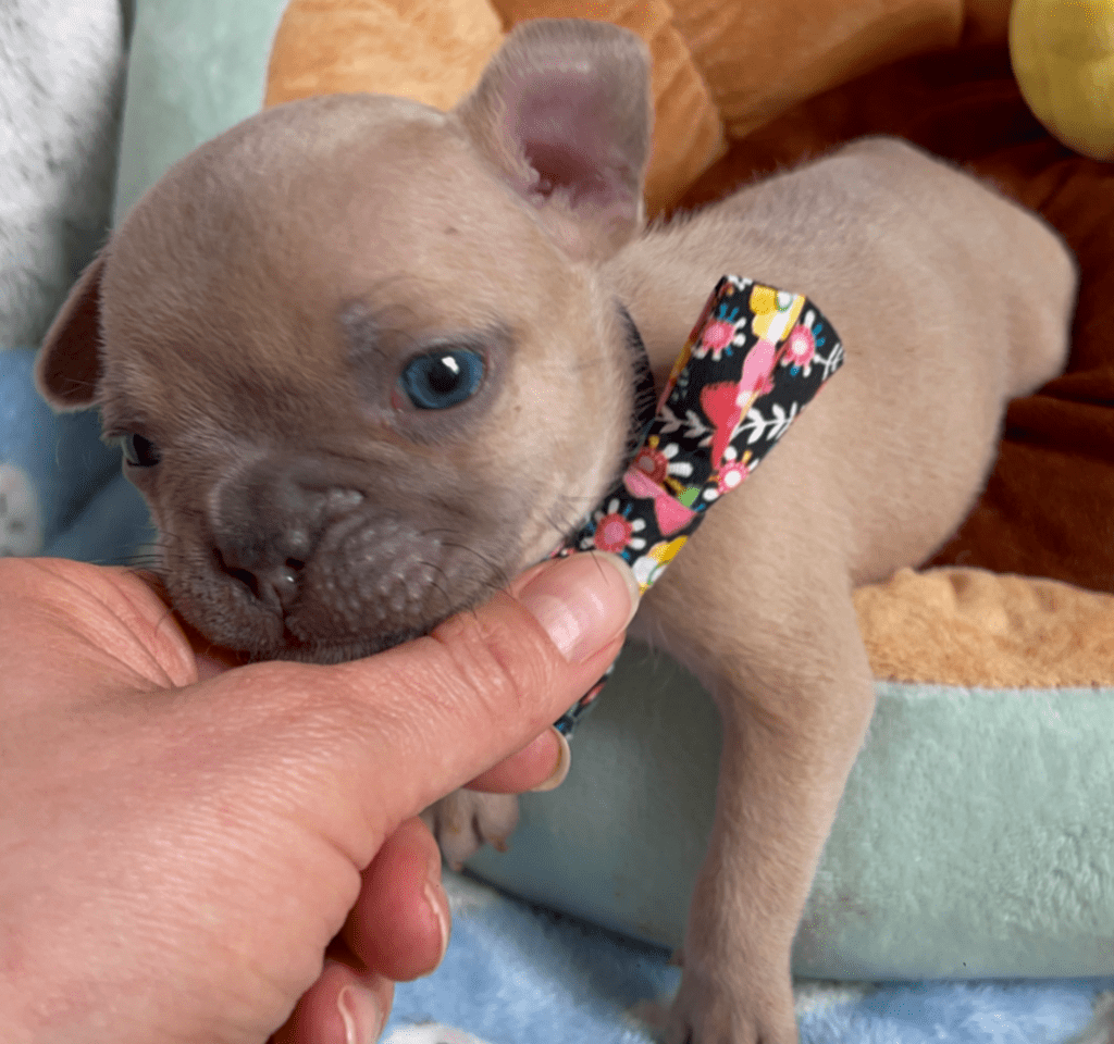Rush | Lilac Fawn French Bulldog Male | Born February 27th 2023 |