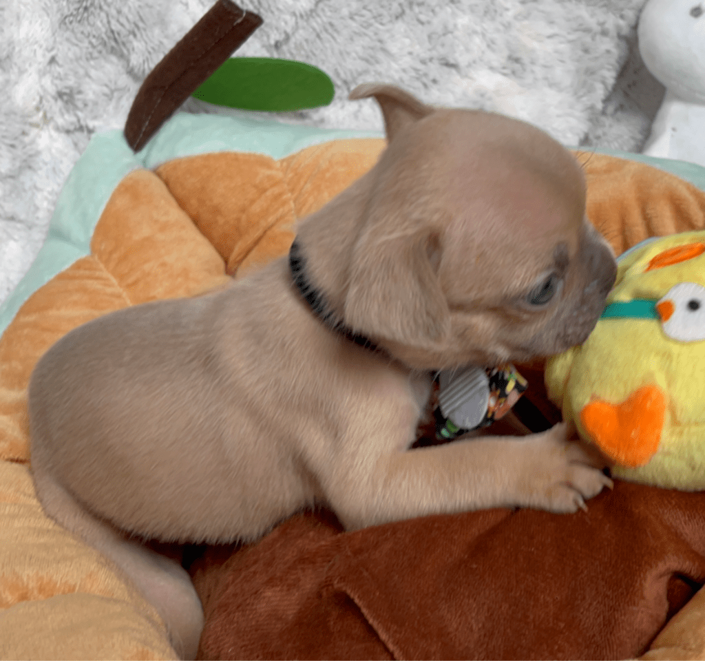 Rush | Lilac Fawn French Bulldog Male | Born February 27th 2023 |
