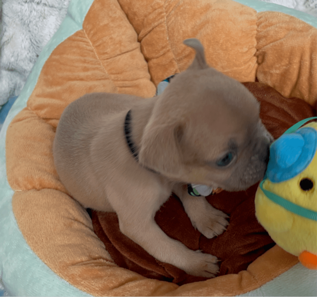 Rush | Lilac Fawn French Bulldog Male | Born February 27th 2023 |