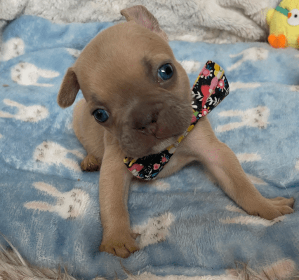 Rush | Lilac Fawn French Bulldog Male | Born February 27th 2023 |