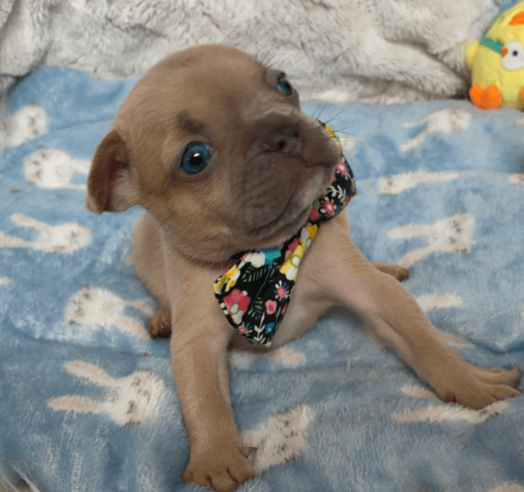 Rush | Lilac Fawn French Bulldog Male | Born February 27th 2023 |