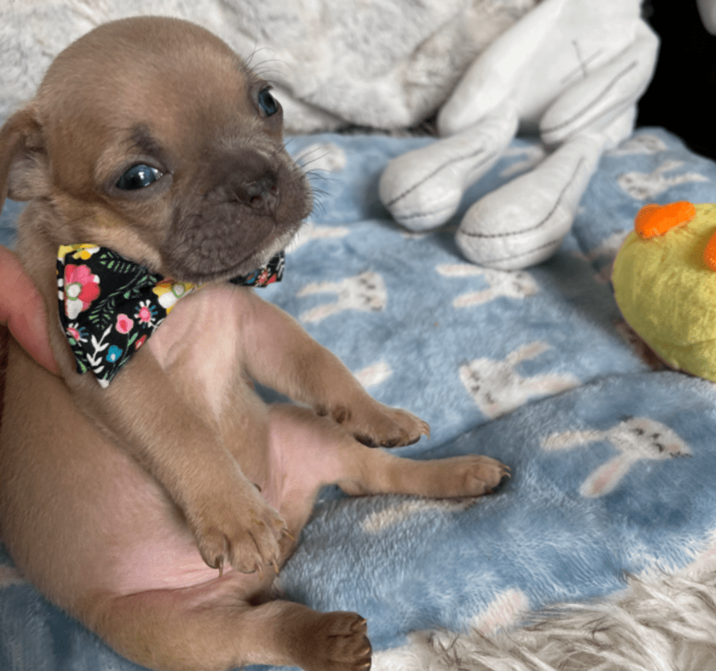 Rush | Lilac Fawn French Bulldog Male | Born February 27th 2023 |