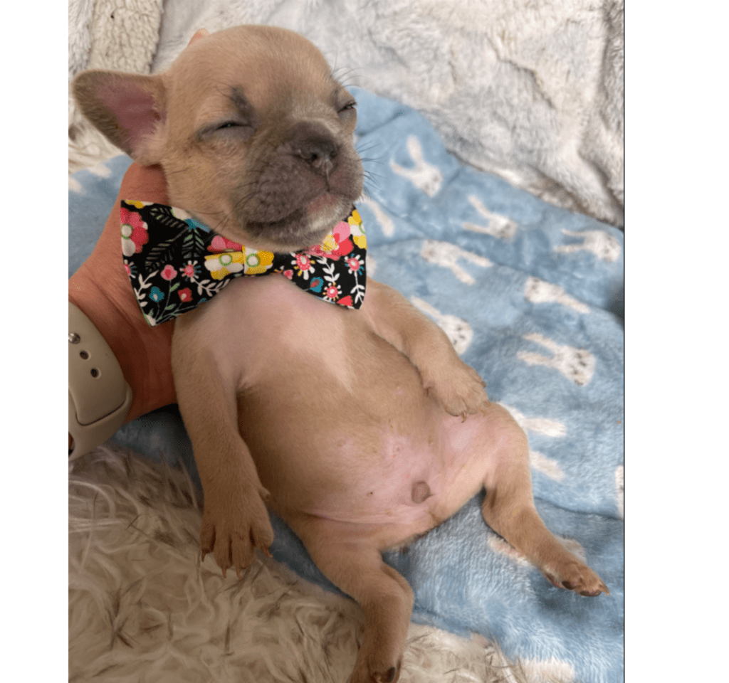 Rush | Lilac Fawn French Bulldog Male | Born February 27th 2023 |