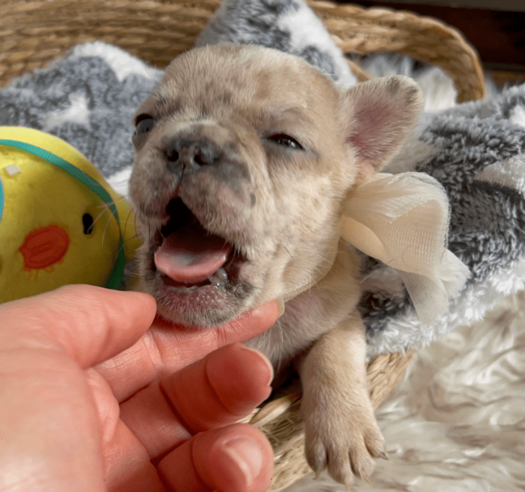 Raleigh | Lilac Fawn Merle French Bulldog Female | Born February 27th 2023