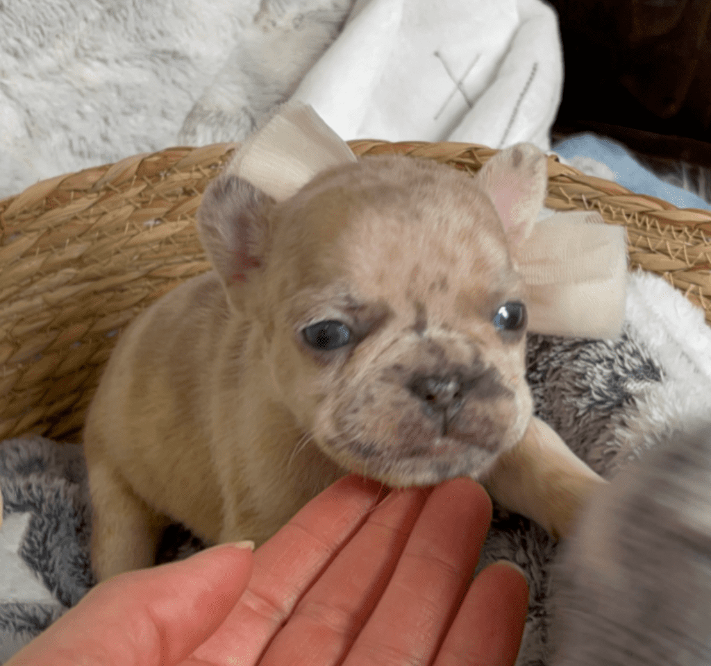 Raleigh | Lilac Fawn Merle French Bulldog Female | Born February 27th 2023