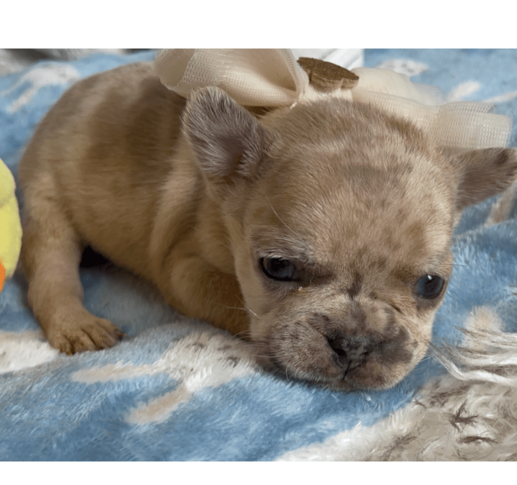 Raleigh | Lilac Fawn Merle French Bulldog Female | Born February 27th 2023
