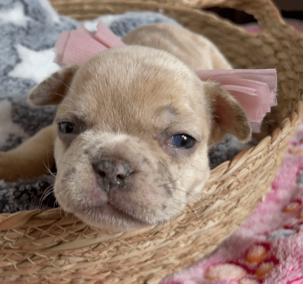 Ren | Lilac Fawn Merle French Bulldog Female | Born February 27th 2023