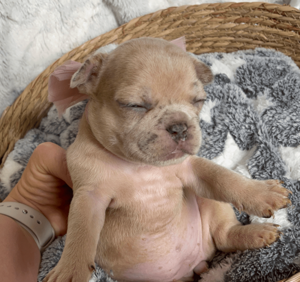 Ren | Lilac Fawn Merle French Bulldog Female | Born February 27th 2023