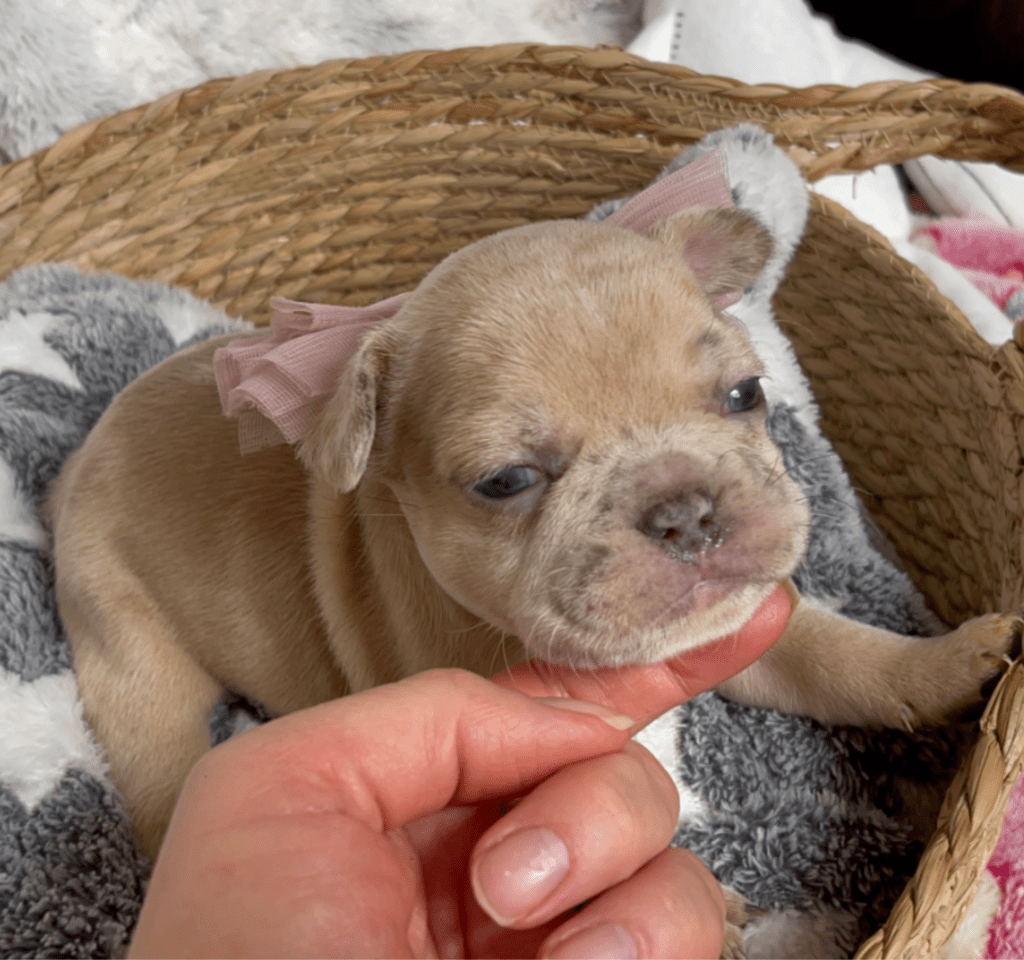 Ren | Lilac Fawn Merle French Bulldog Female | Born February 27th 2023