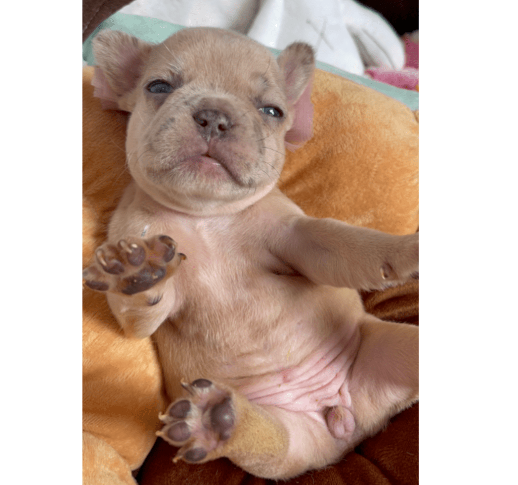 Ren | Lilac Fawn Merle French Bulldog Female | Born February 27th 2023