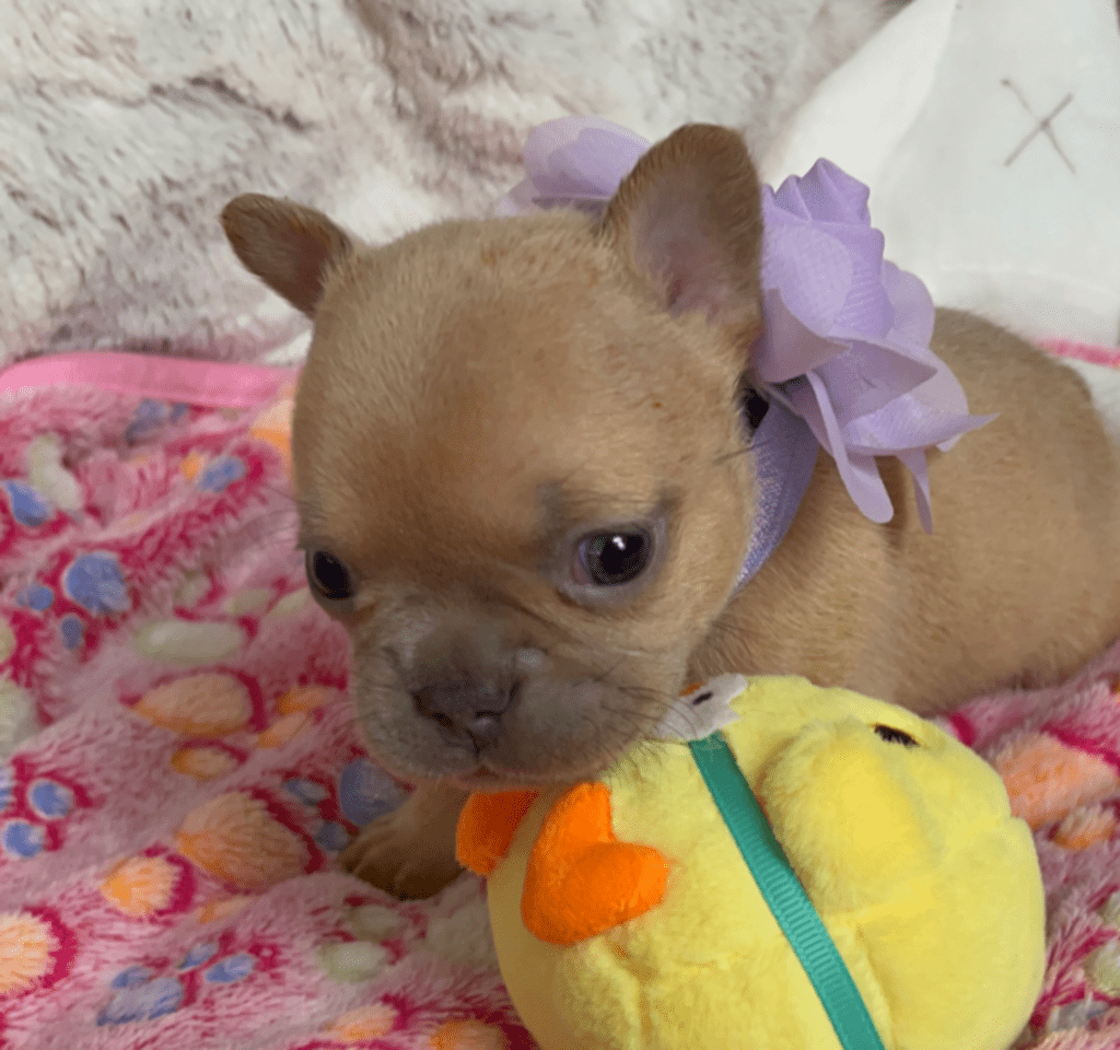 Ruby | Lilac Fawn French Bulldog Female | Born February 27th 2023