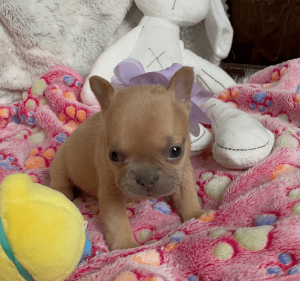Ruby | Lilac Fawn French Bulldog Female | Born February 27th 2023