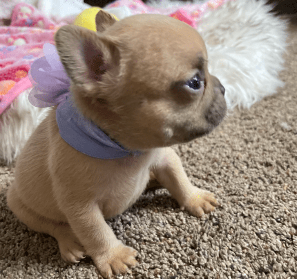 Ruby | Lilac Fawn French Bulldog Female | Born February 27th 2023