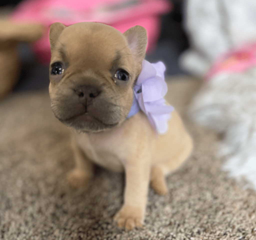 Ruby | Lilac Fawn French Bulldog Female | Born February 27th 2023