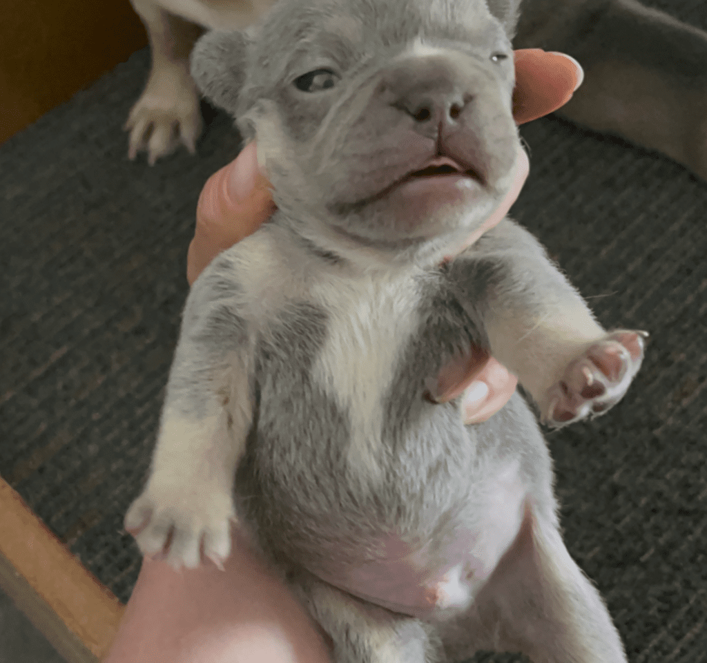Lilac & Tan, and Blue Fawn French Bulldog Litter | Born April 15, 2023