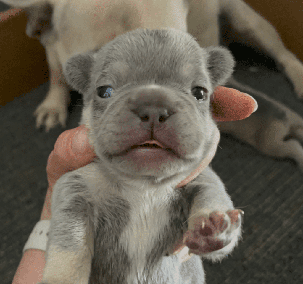 Lilac & Tan, and Blue Fawn French Bulldog Litter | Born April 15, 2023