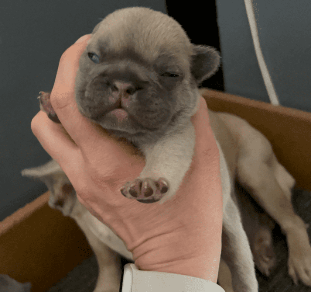 Lilac & Tan, and Blue Fawn French Bulldog Litter | Born April 15, 2023