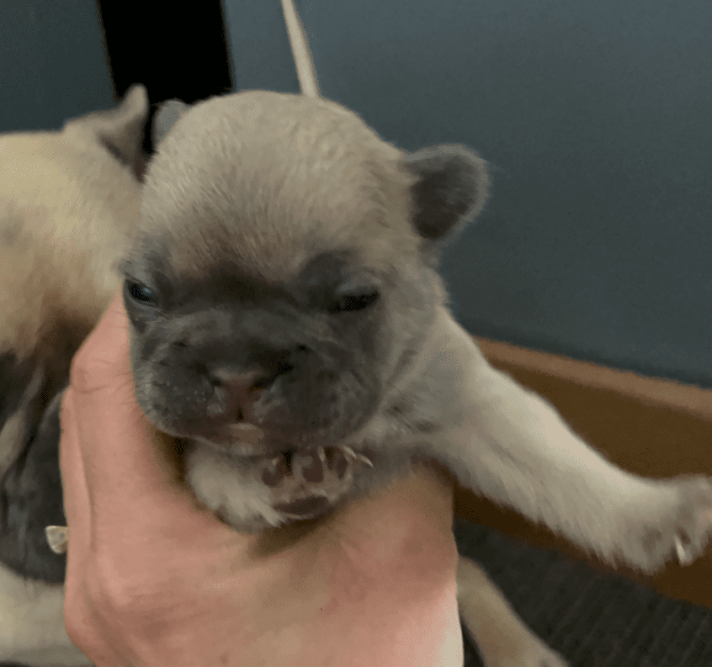 Lilac & Tan, and Blue Fawn French Bulldog Litter | Born April 15, 2023
