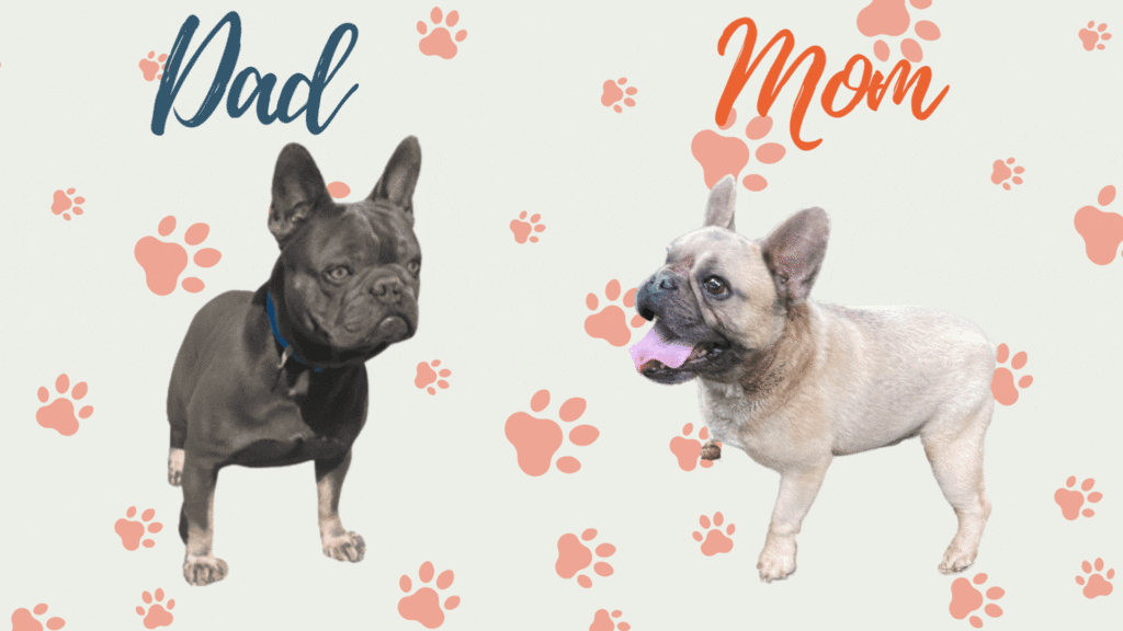 Lilac & Tan, and Blue Fawn French Bulldog Litter | Born April 15, 2023