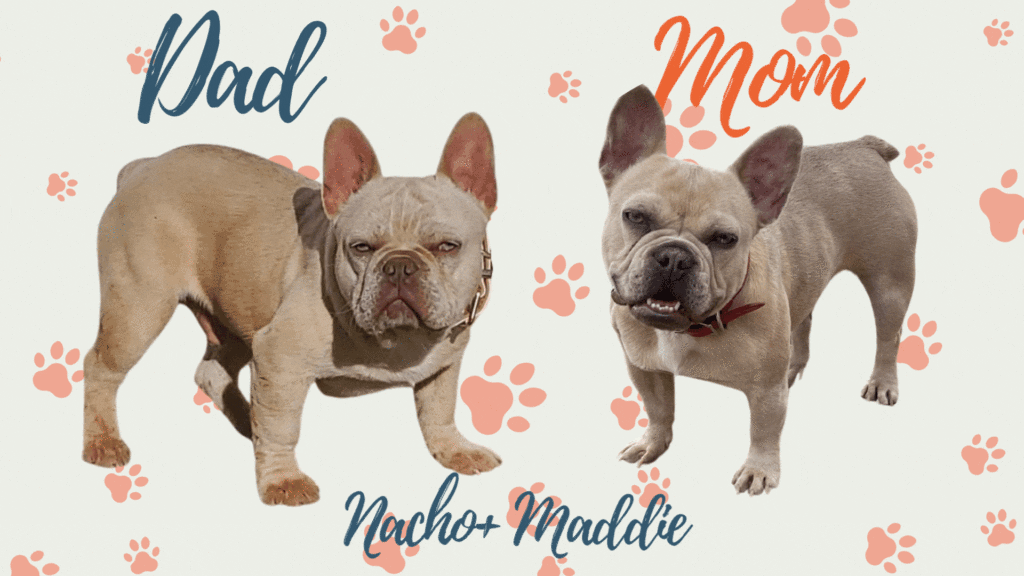 Lilac Merle, Lilac and Lilac Fawn French Bulldog Litter | Born June 7th, 2023