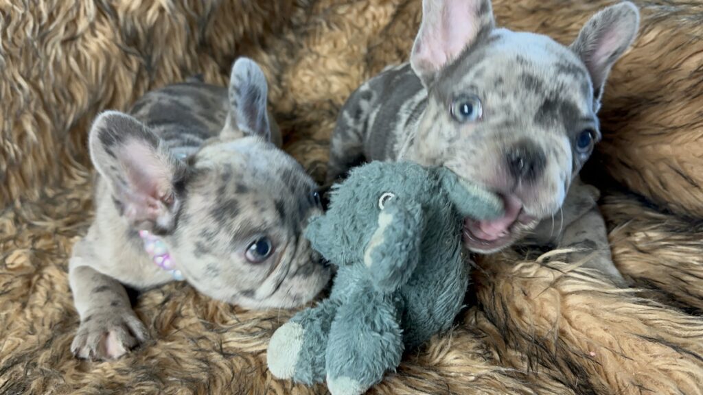 Juliet | Blue Merle French Bulldog Female | Born May 10th, 2023