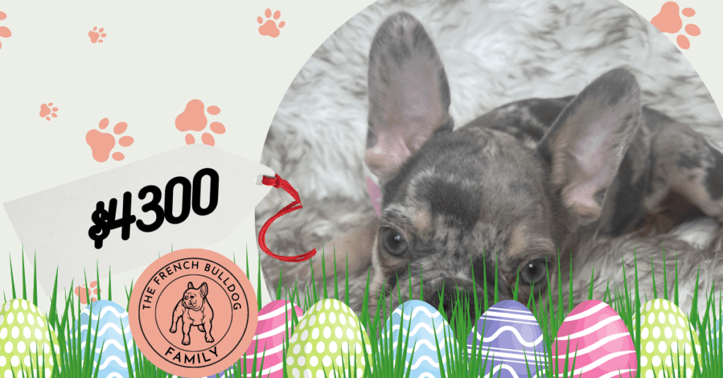 Nato Lilac Merle French Bulldog male | Born Janurary 6th, 2023