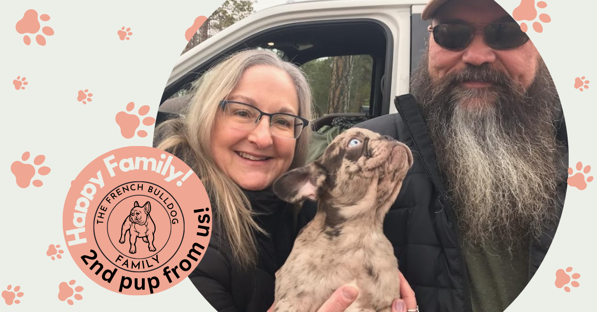 Odelia Chocolate Merle French Bulldog Female | Born December 6th, 2022