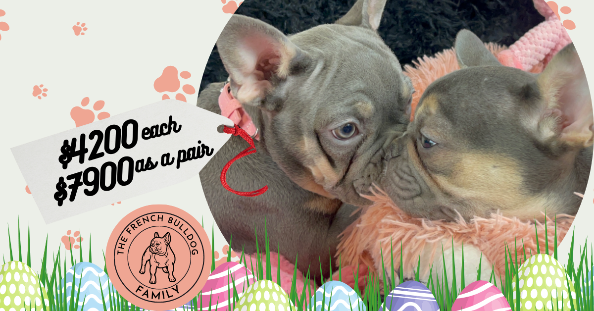 Penelopy Blue and Tan French Bulldog Female | Sweet Girl | Ready Now