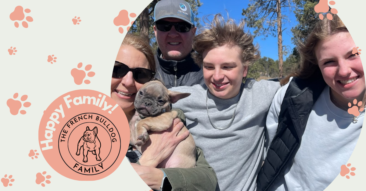 Mead Blue Fawn French Bulldog Male | Ready Now