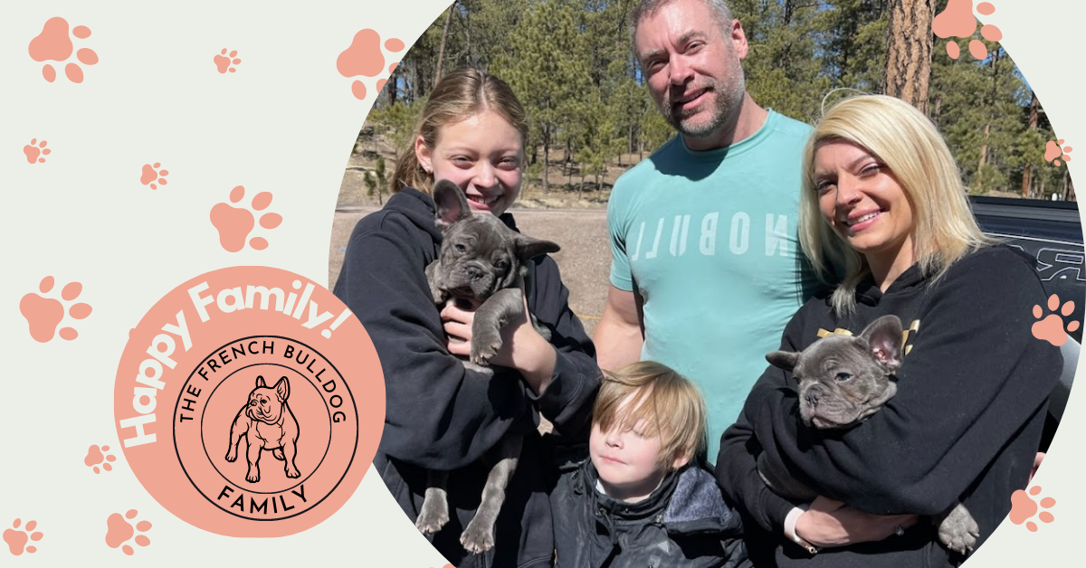 Usef Blue French Bulldog Male | Mr. Loving | Ready April 1st | Adopted