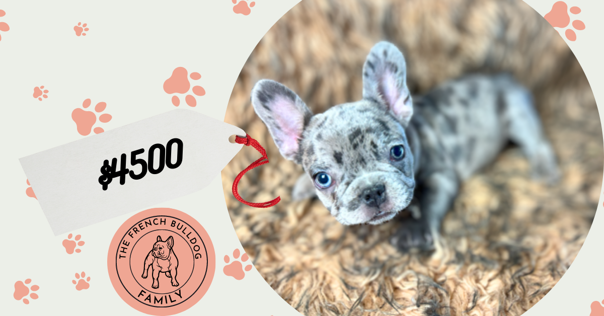 Juliet | Blue Merle French Bulldog Female | Born May 10th, 2023
